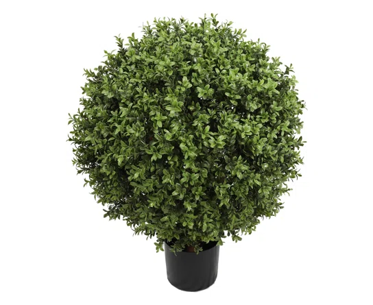 3’ Cedar Bush Outdoor Commercial Plant
