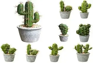 Cactus
