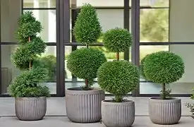 Synthetic Plants